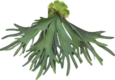 Produktbild von artplants.de Plastikpflanze Hirschfarn SHUOYAN auf Steckstab, grün, 60 cm - Kunstfarn