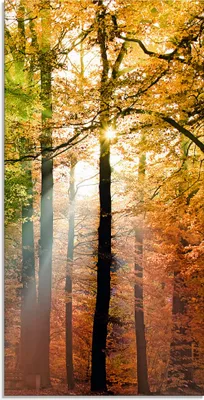 Produktbild von ARTland Glasbild Schöner Herbsttag 2 Größe: 30x60 cm