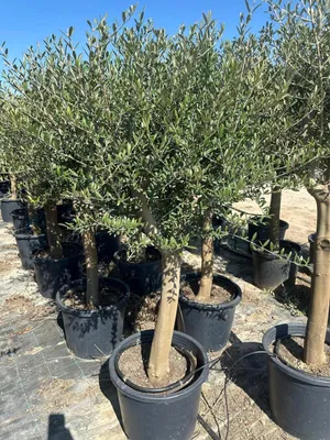 Produktbild von Olivenbaum XL ca. 20 Jahre Alt Winterhart bis –15 °C  Höhe ca. 150 cm Olea Europaea