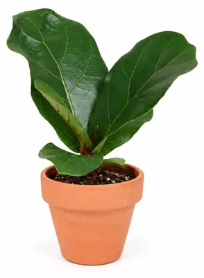 Produktbild von Gardner-Ficus lyrata, Durchmesser 6 cm, KI-generiertes Bild