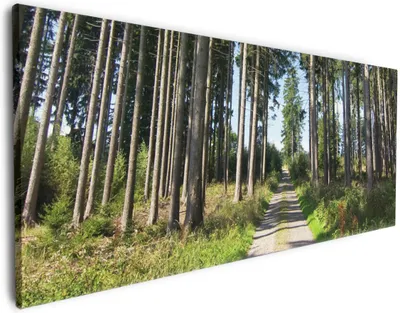 Produktbild von Wallario Premium Leinwandbild Stiller Waldweg in Größe 60 x 150 cm