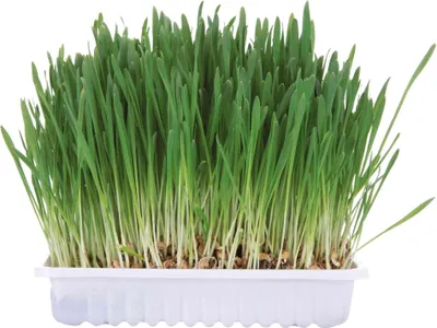 Obrázek produktu pro Tráva pro hlodavce v misce 100g TRIXIE