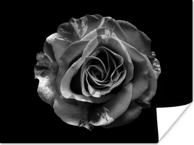 Produktbild von MuchoWow® Poster Blumen - Rose - Schwarz - Weiß - Botanisch 160x120 cm - Foto Plakat