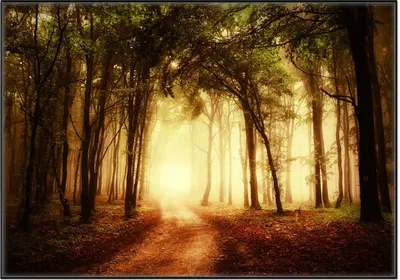 Produktbild von Wallario Wandbild Sonnenuntergang auf dem Waldweg, Größe: 70,30 x 100,30 cm, Poster mit schwarzem Aluminiumrahmen