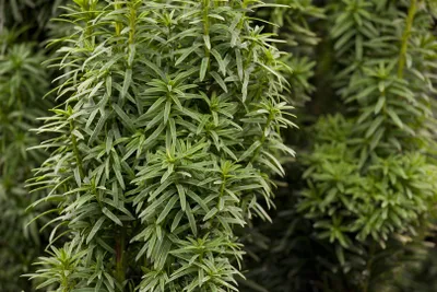Produktbild von Eibe David 60-70 cm, im Topf - Taxus baccata, immergrün