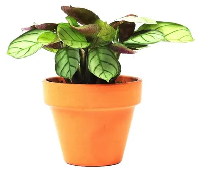 Produktbild von Gardneria, Ctenanthe burle-marxii, Topfgröße 6 cm