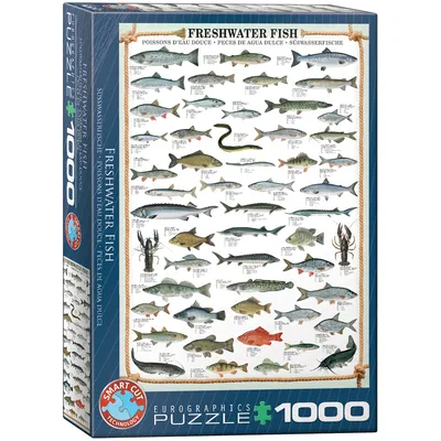 Immagine prodotto di Eurographics Puzzle Süßwasserfische, Tiere, 1000 Teile, 68 x 48 cm, 6000-0312
