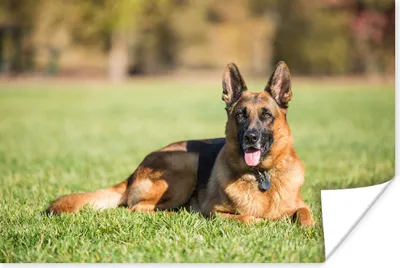 Produktbild von MuchoWow® Poster Deutscher Schäferhund im Gras liegend 120x80 cm - Bilder