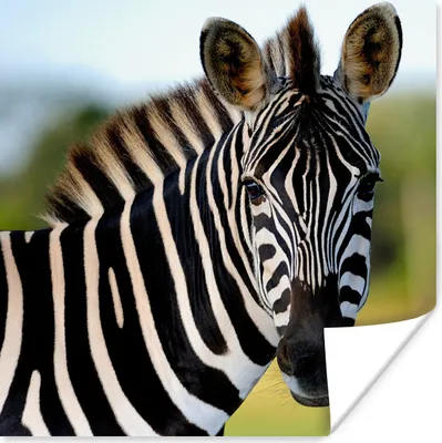 Produktbild von MuchoWow® Poster Nahaufnahme Zebra 100x100 cm - Babyzimmer