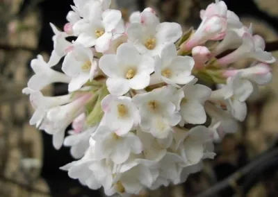 Produktbild von Winterschneeball Deben - Duftschneeball - Viburnum bodnantense - Winterblüher (40-60)