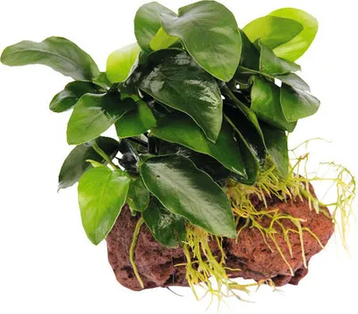 Produktbild von Zwerg-Speerblatt auf Stein - Anubias nana auf Stein ca. 13 x 9 x 11 cm