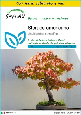 Immagine prodotto di SAFLAX Insieme di coltivazione - Storace americano - 100 semi - Liquidamber