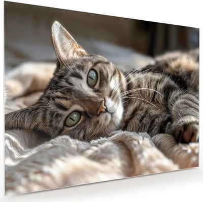 Produktbild von Glasbild 120x90cm in XXL für Wohnzimmer, Schlafzimmer Motiv Gemütliche Katze