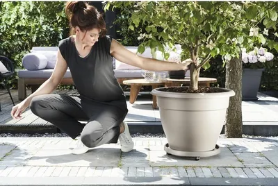 Produktbild von elho universal planttaxi 35cm, Untersetzer, Polypropylen, Anthrazit, 65 mm, 500 g, 33,7 cm