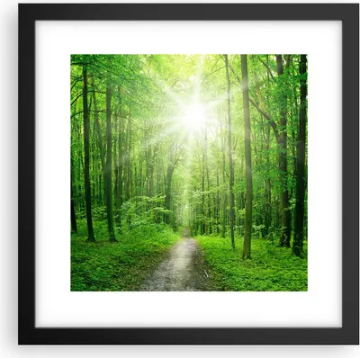 Produktbild von Gerahmtes Poster - Schwarzer Rahmen - Sonnenstrahlen Wald Sommer - 30x30 cm - Wand Bild - Wanddeko - Wandbilder - Wandposter - Bilderrahmen - Bilder - Kunstdruck - Wandbild - P2BAC30x30-2689