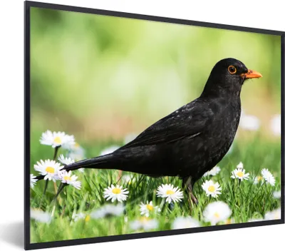 Produktbild von MuchoWow® Gerahmtes Poster Vogel - Amsel - Blumen 80x60 cm - Poster mit Schwarzem Bilderrahmen Wandposter Rahmen Foto Bilder - Schwarzem - Mit Gestell