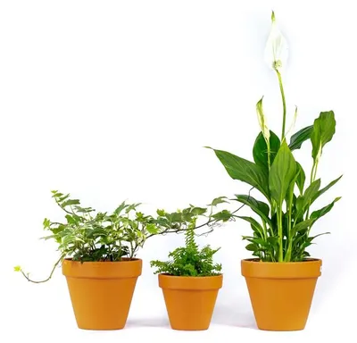 Zdjęcie produktu dla Zestaw roślin łazienkowych Gardners