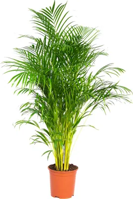 Zdjęcie produktu dla Bloomique - Dypsis Lutescens - Złota palma - Areca - Palma - Rośliny doniczkowe - Oczyszczające powietrze - Przyjazne dla zwierząt - Wysokość 130-150 cm - Doniczka 24 cm