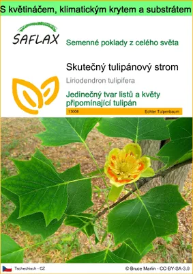 Obrázek produktu pro SAFLAX Garden to go - Skutečný tulipánový strom - Liriodendron tulipifera - 20 Semena - S květináčem, klimatickou poklicí a pěstebním substrátem