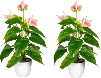 Produktbild von Kopu® 2 Stück Anthurium Pink Kunstpflanze 40 cm – Flamingopflanze Pink