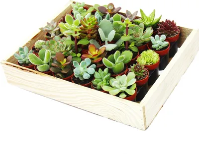 Produktbild von Mini-Sukkulenten 3,5cm Topf - Holzkiste mit 30 Pflanzen