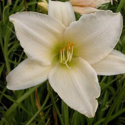 Obrázok produktu pre 6 x denivka - Hemerocallis 'Serena Madonna' | Kvetináč 9 cm x 9 cm