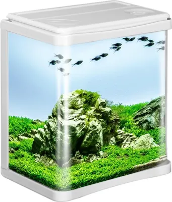 A white aquarium with a naturalistic aquascape featuring rocks and lush green plants, with a school of small black fish swimming inside.