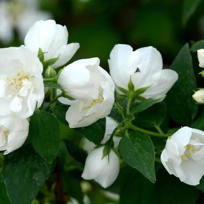 Image de 2 x Jasmin de jardin bourré - Philadelphus 'Bouquet Blanc' | 50-60 cm en conteneur