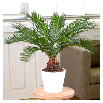 Produktbild von Cycas Revoluta - Sagopalmfarn | Zimmerpflanze 30 – 40 cm mit Topf