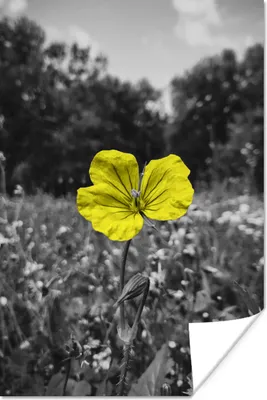 Produktbild von MuchoWow® Poster Blumen - Gelb - Schwarz - Weiß 60x90 cm - Wanddekoration