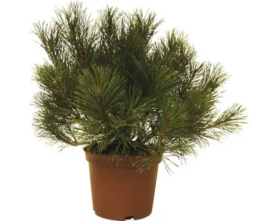 Obrázek produktu pro Borovice kleč FloraSelf Pinus mugo 15-20 cm květináč 3 l