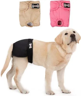 Produktbild von Famanu Hundewindeln für männliche und weibliche Hunde - Super saugfähig, Größe S: 23-34 cm