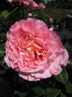 Zdjęcie produktu dla Nostalgia Edelrose Augusta Louise ® - Rosa Augusta Louise ® - Tantau Rose