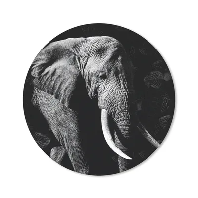 Produktbild von MuchoWow® Mauspad Mousepad Elefant - Zähne - Schwarz - Weiß 20x20 cm - Mousepads - Maus Mat - Pad - Mausunterlage - Schreibtischmatte