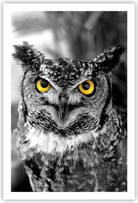 Produktbild von Poster - Poster ohne Rahmen - Eule Vogel Natur - 61x91,5 cm - Wand Bild - Wanddeko - Wandbilder - Kunstposter - Wandposter - Bilder - Kunstdruck - Wanddekoration - Wandbild - P2XPA61x91-1318