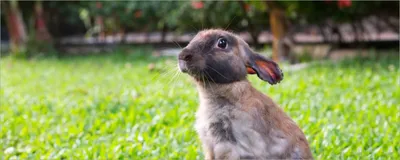 Produktbild von Wallario Poster - Kaninchen im Garten mit süßem Blick, Kunstdruck Größe: 50 x 125 cm