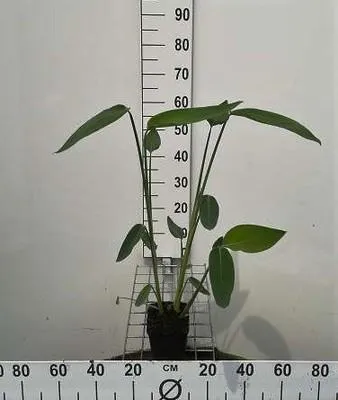 Zdjęcie produktu dla 6 x Thalia dealbata - Powderleaf Thalia - doniczka 11 x 11 cm