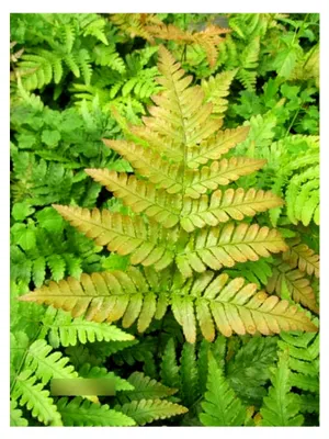 Produktbild von Rotschleierfarn Prolifica - Dryopteris erythrosora - im 3-Liter-Topf - 30-40 cm