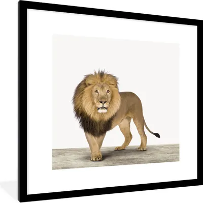 Produktbild von MuchoWow® Gerahmtes Poster Jungen - Löwe - Tiere - Kinder - Mädchen 40x40 cm - Poster mit Schwarzem Bilderrahmen Wandposter Rahmen Foto Bilder - Poster - Plakat im Rahmen