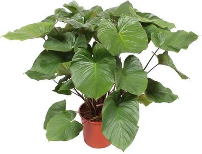 Zdjęcie produktu dla Homalomena rubescens - roslina doniczkowa, srednica 34cm, wysokosc 140cm