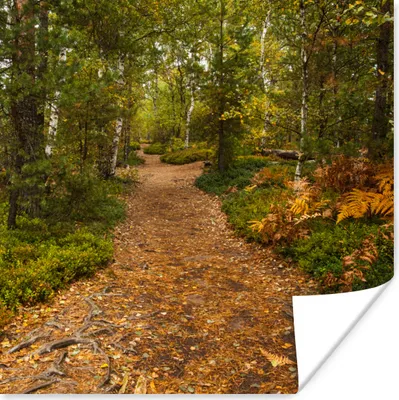 Produktbild von MuchoWow® Poster Wald - Weg - Herbst - Laub 50x50 cm - Wohnzimmerdekoration