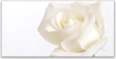 Produktbild von Glasbilder 140x70 Wandbild Druck auf Glas Rose Pflanzen