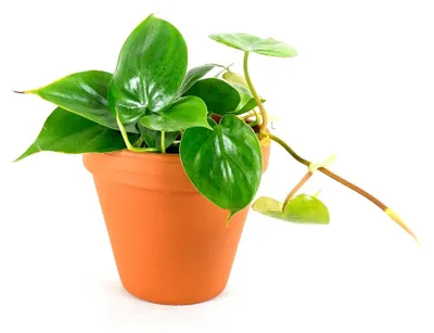 Obrázok produktu pre Gardners Philodendron scandens, priemer 12 cm