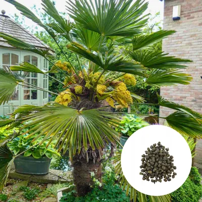 Obrázek produktu pro Semena Trachycarpus Wagnerianus - balení 10 ks - Semena palmy - Mrazuvzdorná - Trachykarpus Wagnerův