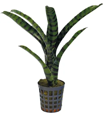 Productafbeelding van Aquafleur Neoregelia Rubrifolia 2 | In 5 cm pot
