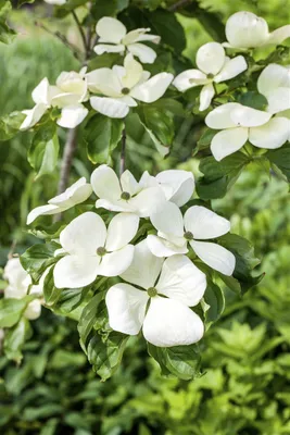 Produktbild von Cornus kousa 'Venus', Blumen-Hartriegel, cremeweiß, 40–60 cm