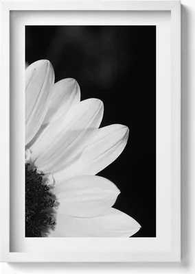 Produktbild von Gänseblümchenblüten in schwarz-weiß– Wandbild mit Rahmen – Gerahmtes Bild  – Wanddekoration – 40x60 cm – Weiß