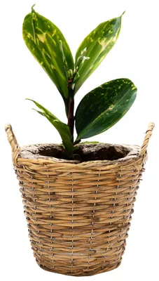 Produktbild von Mega Collection Pflanzen-/blumenkorb Cuba - Rattan - hellbraun - 17x14 cm
