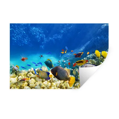 Obrázok produktu pre MuchoWow® Nálepka na stenu - More - ryby - koraly - podmorský svet - 90x60cm - Samolepiaca a polohovateľná