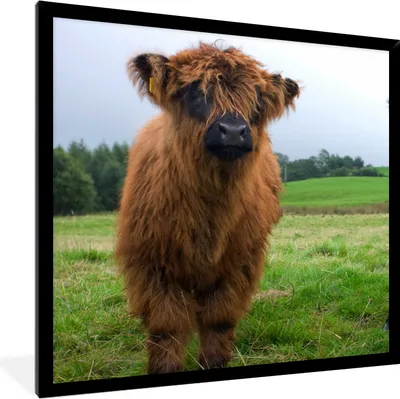 Produktbild von MuchoWow® Gerahmtes Poster Schottische Highlander - Kühe - Natur - Grün - Gras 40x40 cm - Poster mit Schwarzem Bilderrahmen Wandposter Rahmen Foto Bilder - Mit Rahmen - Wanddekoration Schlafzimmer